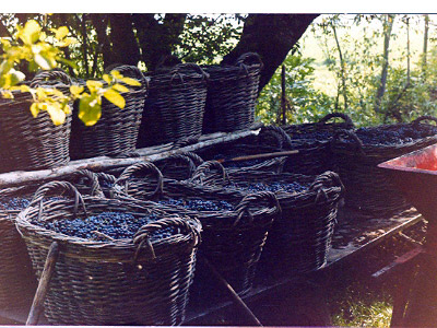 lavoricampagna_129_20081006_1584749304