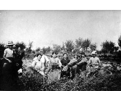 lavoricampagna_17_20081006_1123138229