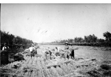 lavoricampagna_18_20081006_1986272826