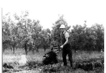 lavoricampagna_132_20081006_1291647553
