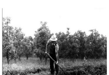lavoricampagna_133_20081006_1852762415