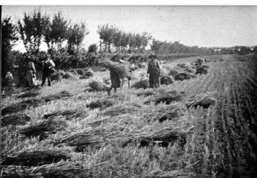lavoricampagna_20_20081006_1877822399