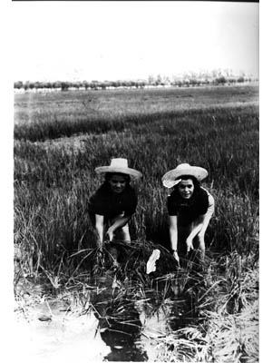 lavoricampagna_31_20081006_1989757071