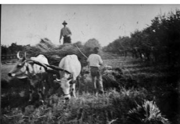 lavoricampagna_32_20081006_1081310390