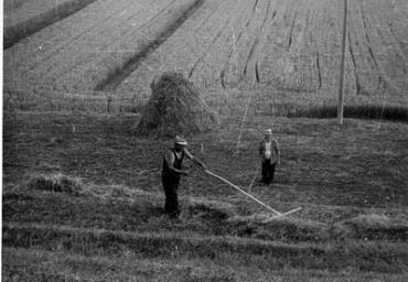 lavoricampagna_44_20081006_2041094562
