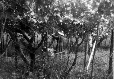 lavoricampagna_47_20081006_1820049472