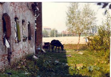 lavoricampagna_62_20081006_1726706241