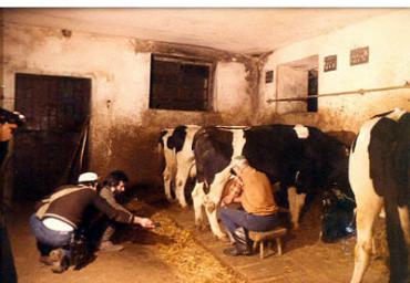 lavoricampagna_68_20081006_1876540904