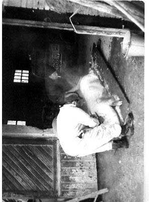 lavoricampagna_99_20081006_1841967577