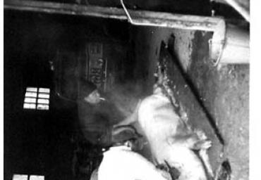 lavoricampagna_99_20081006_1841967577