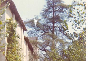 parcogiochiaffreschi_11_20081007_1179173843