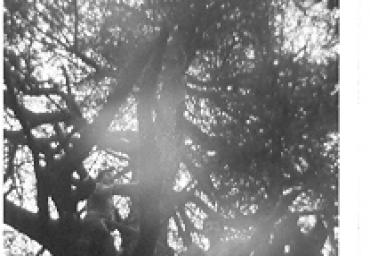 parcogiochiaffreschi_3_20081007_1635321973