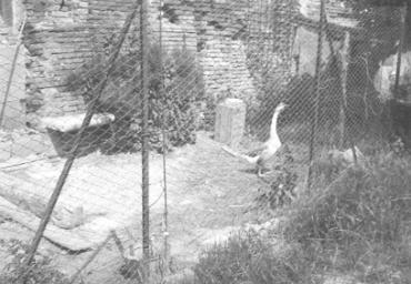 parcogiochiaffreschi_46_20081007_1991486756