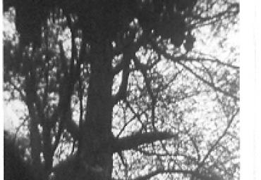 parcogiochiaffreschi_6_20081007_1585226446