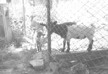 parcogiochiaffreschi_48_20081007_1804358671