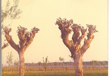 paesaggioagrario_12_20081007_2055193878