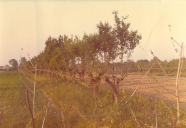 paesaggioagrario_15_20081007_1956998890