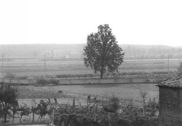 paesaggioagrario_39_20081007_1319544260