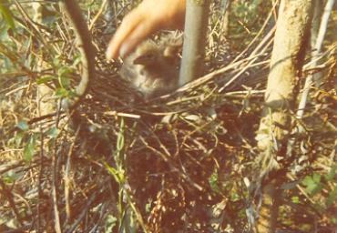 mostradiimpagliati_10_20081007_1948647438