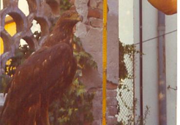mostradiimpagliati_13_20081007_1960289784