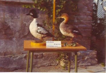 mostradiimpagliati_15_20081007_1994517861