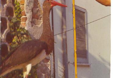 mostradiimpagliati_17_20081007_1414855401