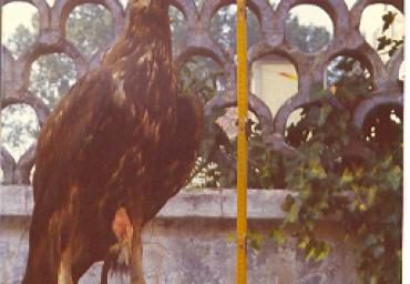 mostradiimpagliati_19_20081007_1656826290