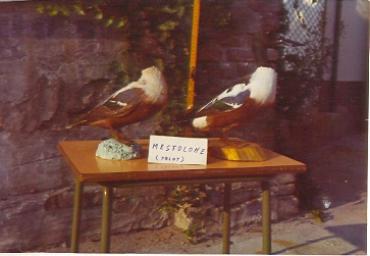 mostradiimpagliati_26_20081007_1626386259