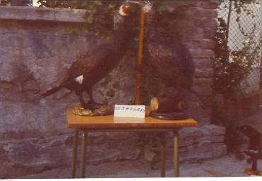 mostradiimpagliati_34_20081007_1829852833