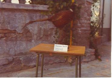 mostradiimpagliati_35_20081007_1005305565
