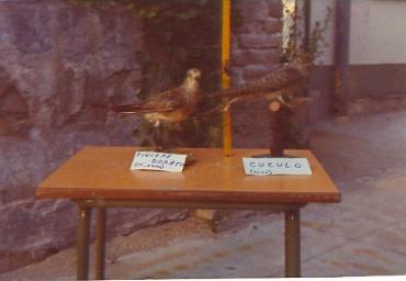 mostradiimpagliati_36_20081007_1741290637