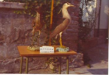 mostradiimpagliati_40_20081007_1986194530