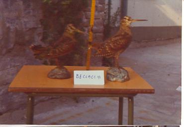 mostradiimpagliati_42_20081007_1704053129