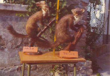 mostradiimpagliati_44_20081007_1896558907