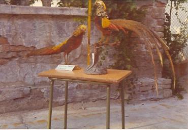 mostradiimpagliati_45_20081007_1200143550