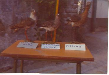 mostradiimpagliati_4_20081007_1728341853
