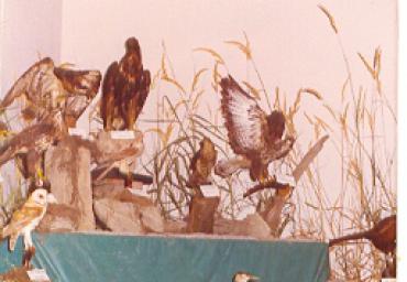 mostradiimpagliati_51_20081007_1614228341