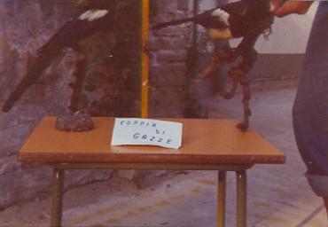 mostradiimpagliati_5_20081007_1950273982