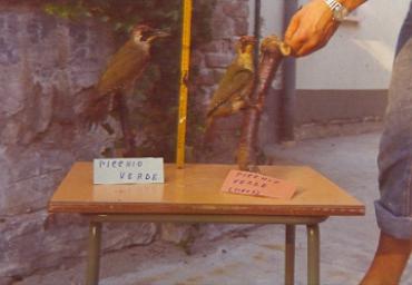 mostradiimpagliati_6_20081007_1673038078