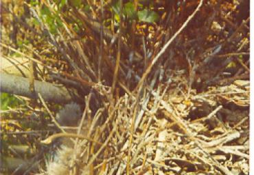 mostradiimpagliati_9_20081007_1645415189