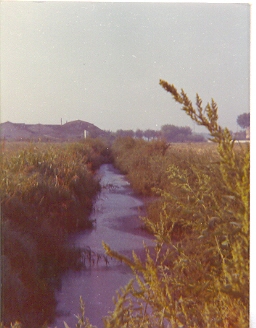 mostra1976_5_20081007_1710464344