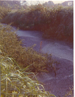 mostra1976_6_20081007_1667374461